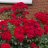 ROIDER333